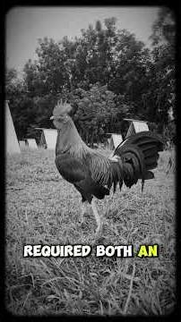 The Journey of Gamefowl | From Ancient Origins to Modern Heritage#GamefowlJourney