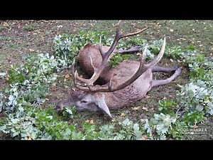 deer hunting archery elk | successful stag hunt despite rain and storm | kill shot | ep # 28