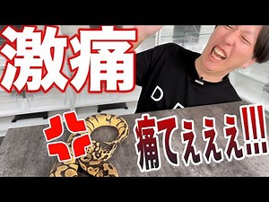 【激痛！】ヘビが噛むとどれくらい痛い？｜ボールパイソン大蛇