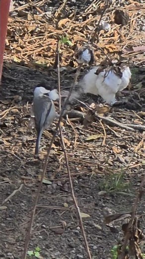 Chickadee Cotton Run Before the Cold #shorts #birds