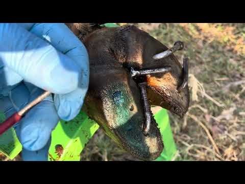Nicely! Fixing a Cow's Injured Hoof | Nail Removal & Hoof Care Rescue