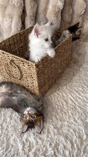 🎥✨ Yesterday I caught a real cuteness overload! 😻 Five little Maine Coon kittens turned the living room into their new playground(and honestly, who could stop them? 😅) Playing hide and seek, running around, tiny paws and big personalities… they make it impossible not to smile. 💛 If you want to know more about them, feel free to send me a private message! 🐾 💌 #MaineCoon #KittenFun #CutenessEverywhere | MyCat Maine Coon Cattery