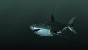 61K views · 1.4K reactions | You know you're a big fish when you snack on whales. | Shark Week | Facebook