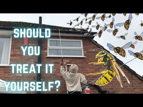 Treat a wasp nest yourself? Leave your wasp nest to die out naturally? THINK TWICE BEFORE U DO!!