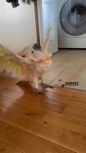 Barney the West Coast Cockatoo on Instagram: "Barney loves laundry day 😂🤣 #barneythewestcoastcockatoo"