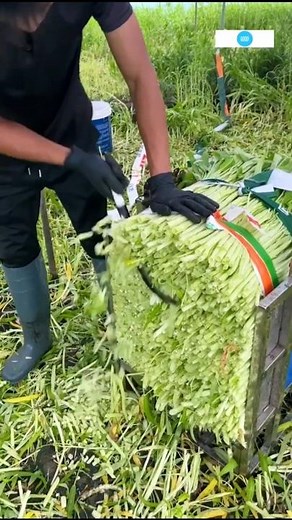 Here's how to cut vegetables quickly and evenly #vegetables