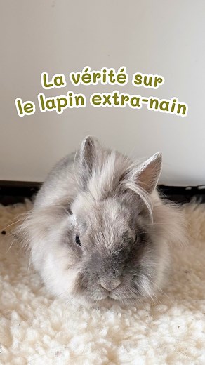 1.7K views · 1.2K reactions | La triste vérité sur les lapins extra nains… . . #conseilslapin #lapinextranain #bienetrelapin | Rabbits World | Facebook