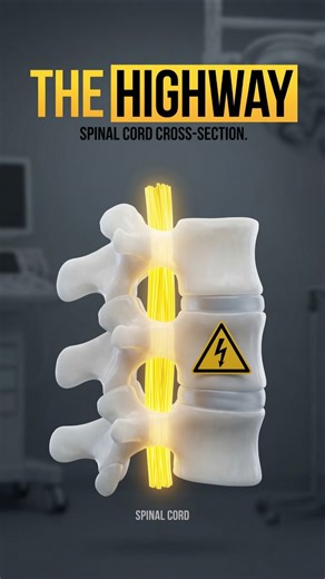 The Most Protected Cable on Earth 🛣️ (Spinal Cord)