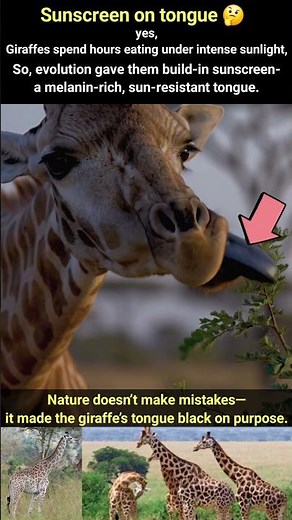 Why Giraffes Have BLACK Tongues… It’s Not What You Think!!