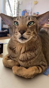 I was speaking with a friend about the time we all lived through the Covid Pandemic and subsequent lockdown. This sweet conversation took place during that time. I miss my daughter, who is now in boarding school for the year, and of course I miss my dearest boy Balam daily. This was Balam “computering on his computer”….. | Balam Says