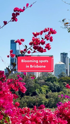 Get amongst the blooming flowers of Brisbane and discover other beautiful spots on the new Brisbane app! 🌼 #bristok #fyp #thingstodobrisbane