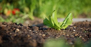 What Are the Major Components of Soil? (From Silt to Loam)
