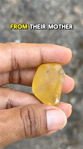 Ceylon Yellow Sapphire #india #yellowsapphire #ceylongemstones #luxuryjewelry #pukhraj #india #gems