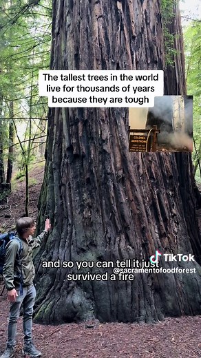 Protecting mature and old growth forests should be a number 1 priority globally. Redwood trees are the tallest trees in the world and live to be over 2 thousand years old. Redwoods have extremely thick bark that is fire resistant and even when most of a old growth redwood tree does burn the tree will survive. This tree survived being completely hollowed out from a wildfire. Coastal redwood trees are massive but they have shallow roots and these trees need to hold eachother down with their roots 