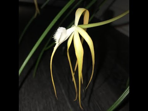 Brassavola cucullata, nodosa, subulifolia, perrinii, and Little Stars