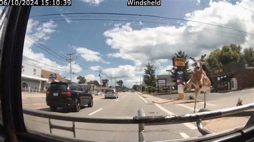 Watch: Deer violently crashes through moving bus, shatters windshield in US
