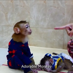 Spoil Koki Make PROMISE With His Mom Before Join With Kola Snack, | Monkey Wild