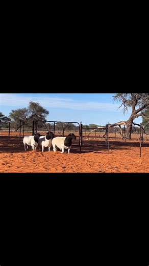 ‼FULL BLOOD BLACK HEAD DORPER SHEEP STUD RAMS ‼LIVESTOCK EXPORTERS SOUTH AFRICA,We are number one exporters of BLACK HEAD DORPER SHEEP of full blood genetics. On all inquiries on our Premium Quality Livestock, contact;Email: order@livestockexporters.Co.za Call / Text / Whatsapp : 27 (0) 680 718 656WhatsApp Link:https://wa.me/ 27680718656 #sheep #sheepfarming #sheepexport #sheepfarm #blackheaddorper #meat #loveislove #fypシ゚ #fypviralシ#dorpersheep #dorper #sheepofinstagram #dorpers #dorperlamb #do