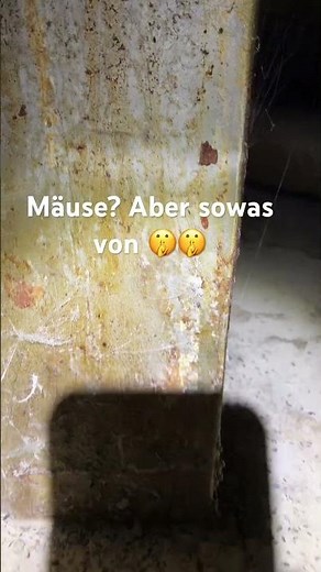 Mouse action! #pestcontrol #mice #rats