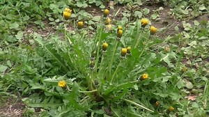 Dandelion, Flower, Yellow. Free Stock Video