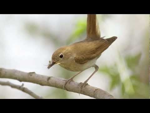 BTO Bird ID - Nightingale and Other Night Singers