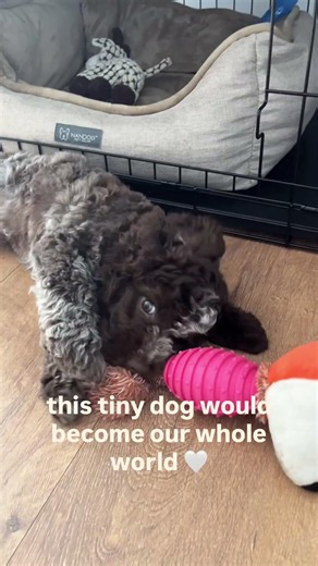 Puppy Buddy, the Lagotto Romagnolo