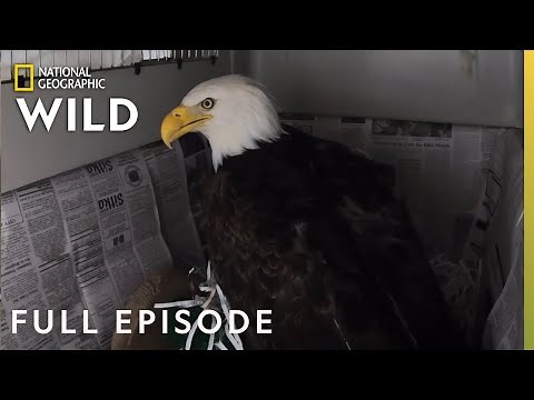 Fly Like an Eagle (Full Episode) | Alaska Animal Rescue