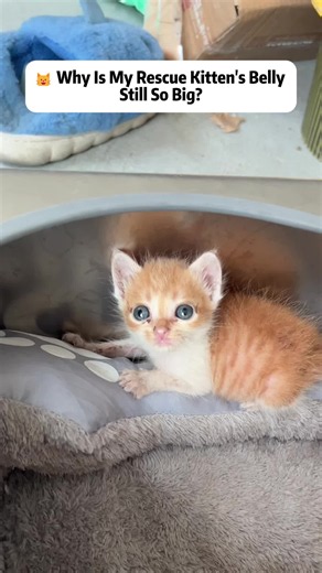 🐱 Why Is My Rescue Kitten's Belly Still So Big? #KittenRescue #Kitten #CatTok #RescueAnimals #CutePets
