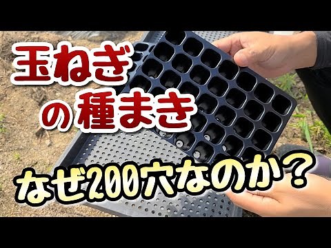 【玉ねぎ】種まき時期とその方法～200穴セルトレイを使う理由～