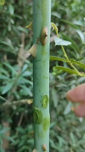 1.7M views · 6.3K reactions | Rose grafting best method | Easy Grafting Techniques | Facebook