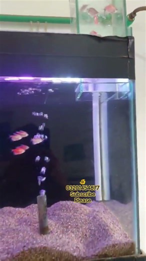 #fish tetra feeding box for tank top decor