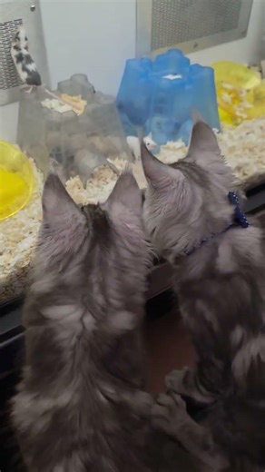 adventure part 2 #mainecoon