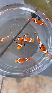 16K views · 230 reactions | Nemo and his friends  | The Fish Guys | Facebook