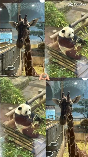 #tiktok #roblox #zoo #cat #beauval #horse #skin #adoptme #robloxedit #chat #cute #panda #giraffe