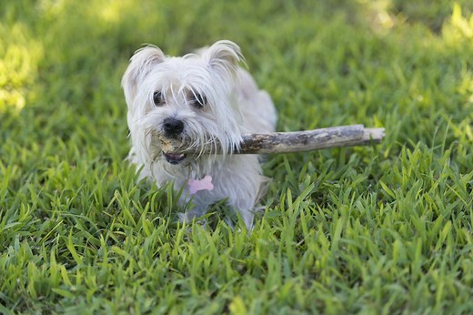 Tips for Training Your Dog to Fetch a Ball