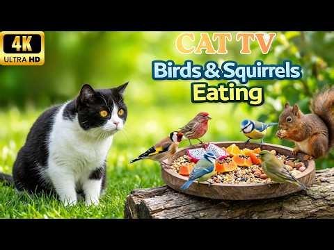😸🌳 Relaxing Bird & Squirrel Paradise for Cats 🐦 Calm Nature Ambience in 4K HDR