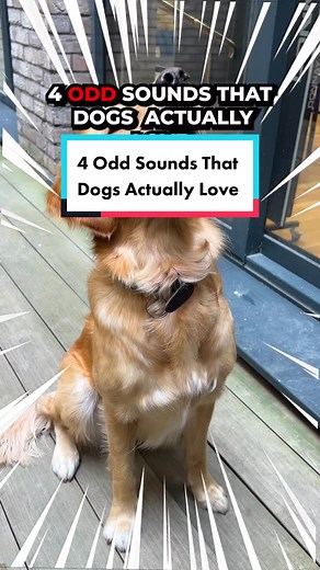 4 Sounds Dogs Actually Love: Reactions & Explanation