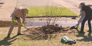 Over 100 trees to be planted across College Station parks
