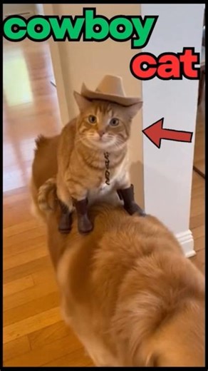 This Cat Thinks He's in a Rodeo 💀🐱🐶