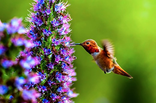 40 Fascinating Facts About Hummingbirds