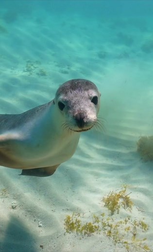 Got a cute little smile from this little sea lion at the end🦭 #oceanlife