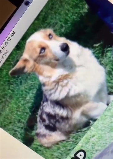 Hi! I'm Ruby Rue and my life is kinda amazing! 🤩 🥰 #corgisoftiktok #corgilove #corgisforlife #corgination #corgi_team #corgisdoingthings #_corgitv_ #corgiloversoftiktok #corgilife #corgisoftiktok #corgi #corgilife #corgisforlife #corgicommunity #pnwcorgi #pnwdog #pnw #dogsoftiktok #doggo #pnwdogsoftiktok #dogtok #dog #doggo #doglife