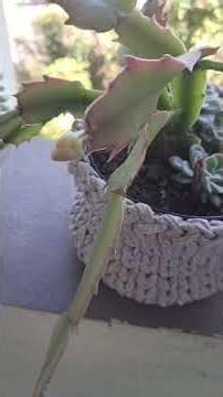 The May flower has opened #mayflower