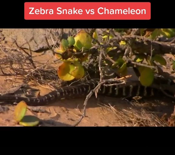 Chameleon's Colorful Encounter: Zebra Snake vs Chameleon