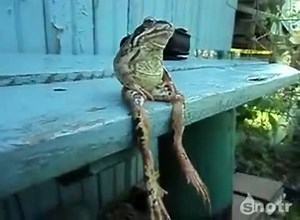 A Frog Sitting on a Bench Like a Human