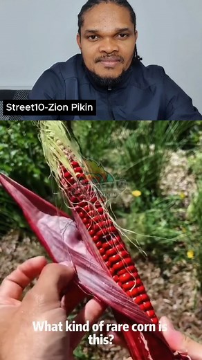1.1K views · 4 comments | Wow! Discover Surprising Types of Corn You Probably Never Knew About  #FoodFacts #DidYouKnow #CornLovers #HealthyLiving #FunFoodTips #DiscoverMore #FoodieFinds #reelsviralシ #reelsvideoシ #reelsfypシ #reelsviral #virals #highlightseveryone #highlights #TopFans | Street10 - Zion Pikin | Facebook
