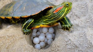 64K views · 893 reactions | Red Eared Slider Turtle covering her nest and laying egg - Animals lay egg  | Wild Life Amazing | Facebook