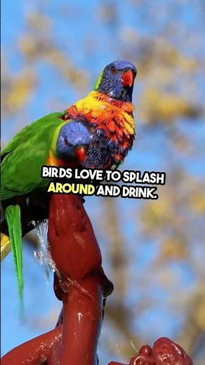 Attract Birds Fast! Simple Garden Tips