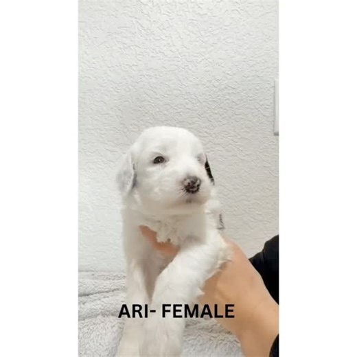 Say hello to Ari 🐾—a precious Mini Sheepadoodle puppy who’s only one week old and already full of charm! 💕 From Mama Charlotte’s Winter Litter, Ari is currently available at our Four Seasons location and can’t wait to meet her perfect match. Think Ari might be the one? 📞 Contact us at 803-888-4149 and let the Sheepadoodle love begin! #gracewoodfarmsheepadoodles #gracewoodfarmsheepies #sheepadoodlesofinstagram #sheepadoodlesofcalifornia #dogsofinstagram | Grace Wood Farm