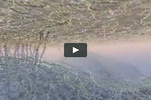 Inner Life the Cell Full Version